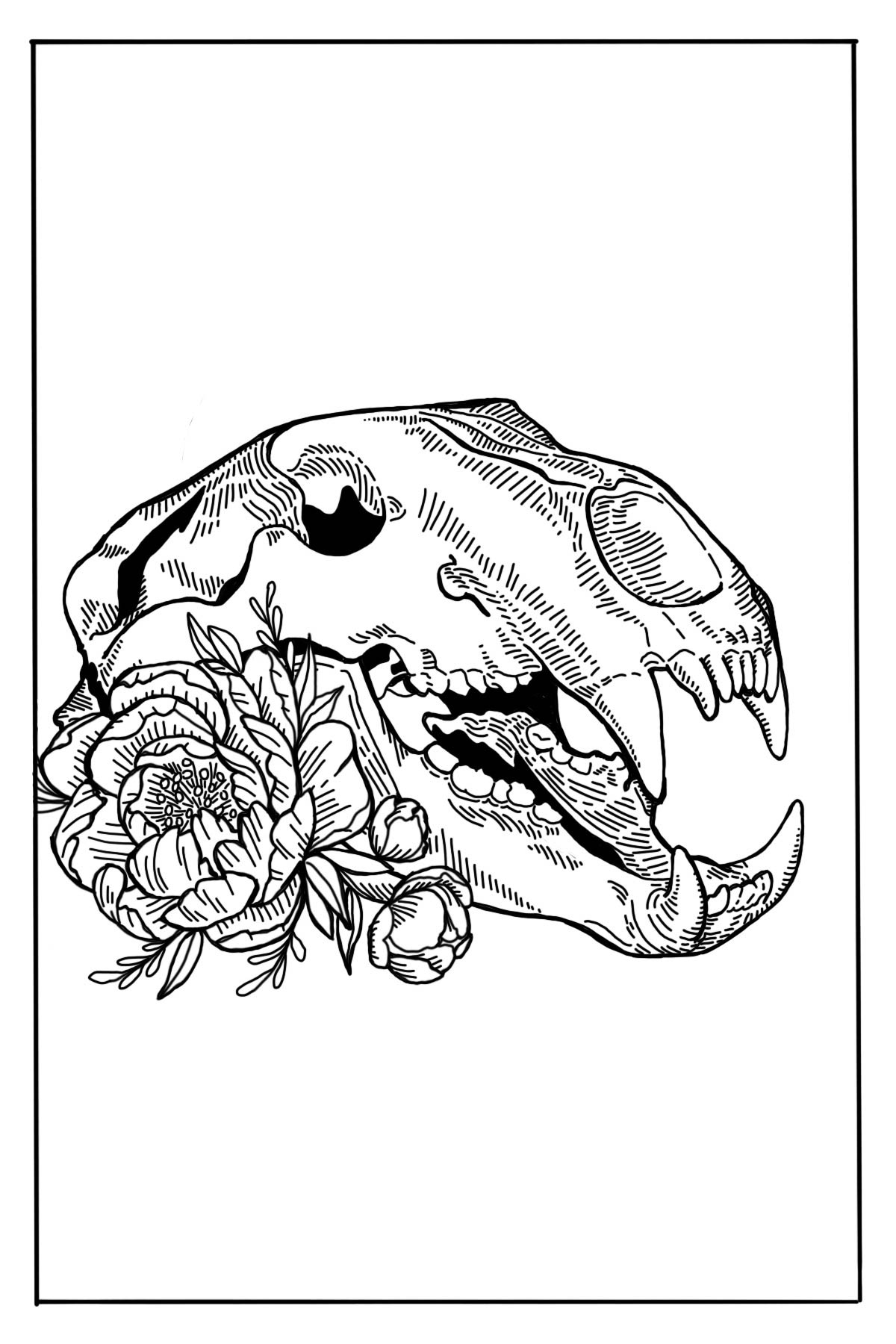 Illustration of a bear skull